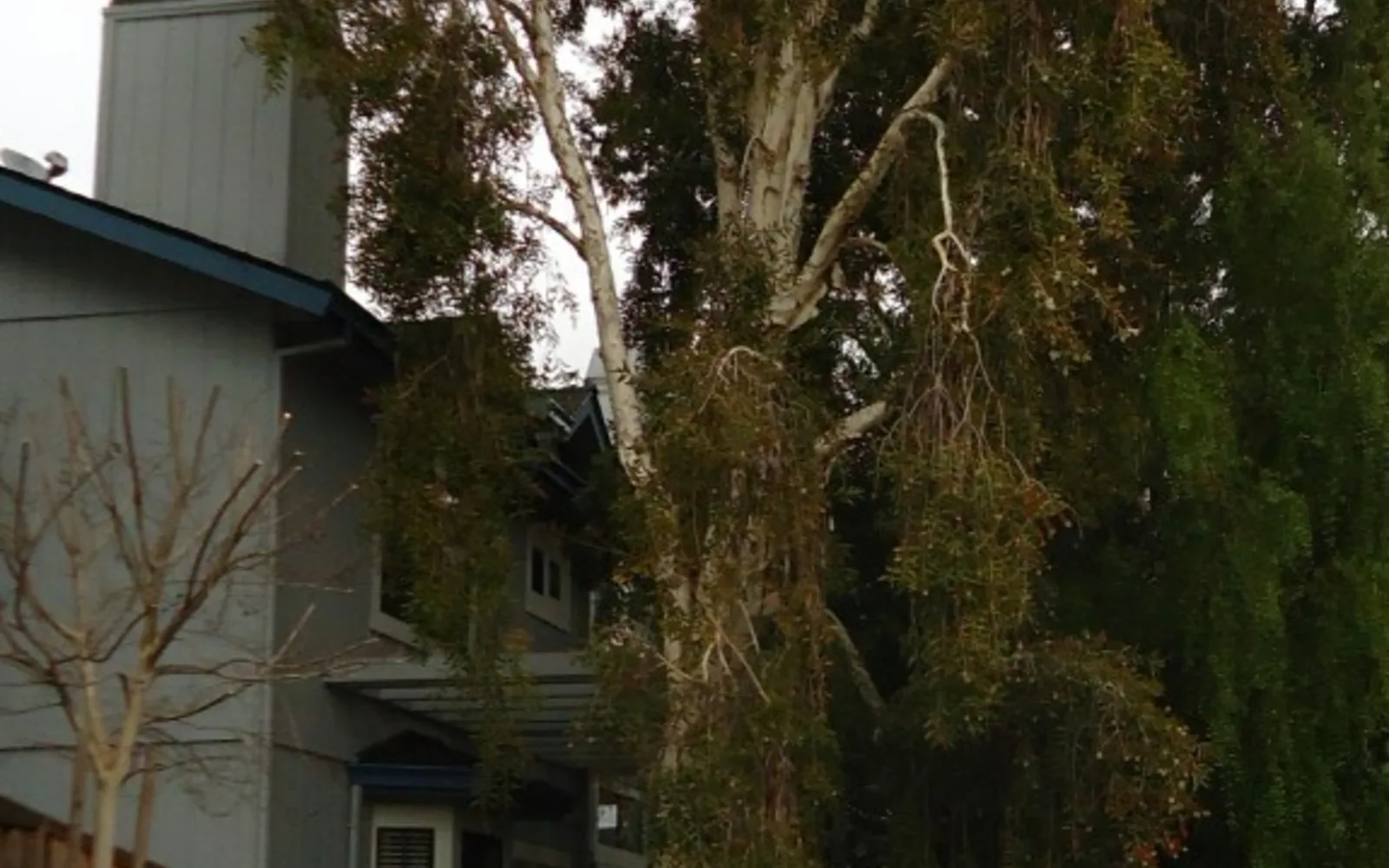 Tall heritage tree in Santa Clara, California residential area showing green urban environment and quality landscaping